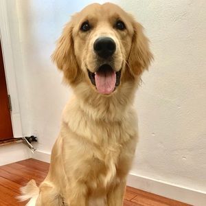 Meet your Posher, Liz